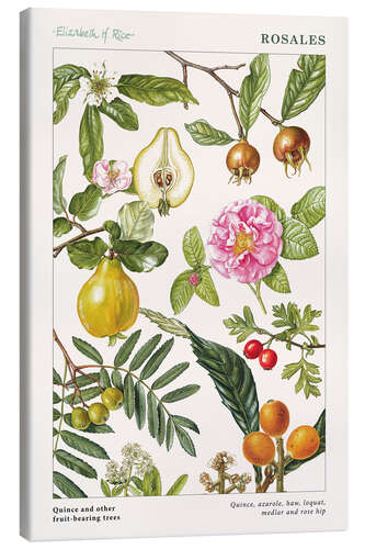 Canvas print Quince and other fruit-bearing trees