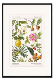 Gerahmter Kunstdruck Quitte und andere Früchte tragende Bäume (englisch)