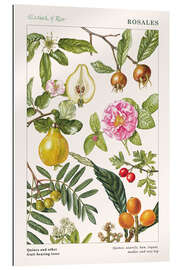 Gallery print Quince and other fruit-bearing trees