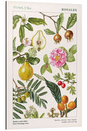 Magnettafel Quitte und andere Früchte tragende Bäume (englisch)