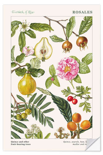 Selvklebende plakat Quince and other fruit-bearing trees