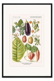 Gerahmter Kunstdruck Kartoffel, Aubergine, Tabak und Blasenkirsche (englisch)