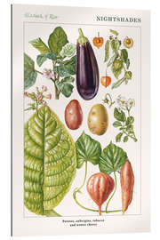 Gallery print Potato, aubergine, tobacco and winter cherry