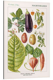 Magnettafel Kartoffel, Aubergine, Tabak und Blasenkirsche (englisch)