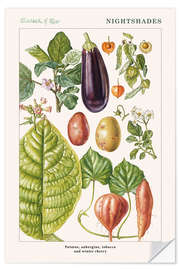 Naklejka na ścianę Potato, aubergine, tobacco and winter cherry