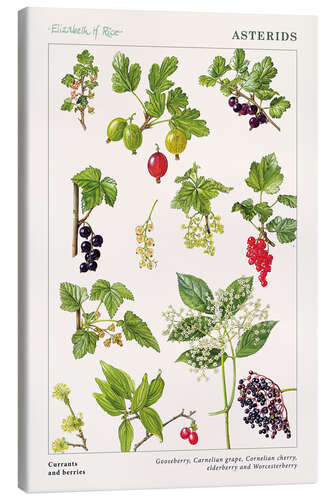 Canvas print Currants and berries