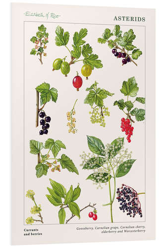 Foam board print Currants and berries