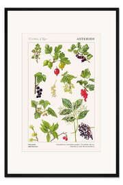 Gerahmter Kunstdruck Johannisbeeren und Beeren (englisch)