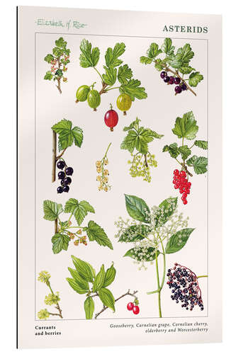 Gallery print Currants and berries