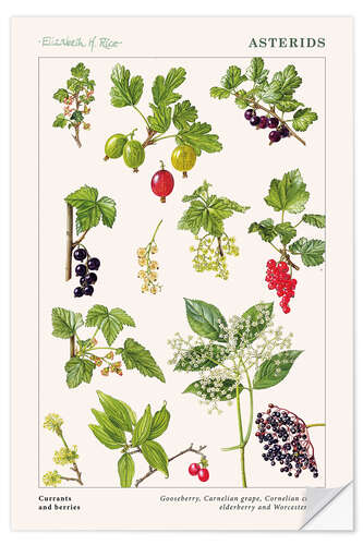 Selvklæbende plakat Currants and berries