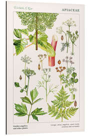 Magnettafel Engelwurz und andere Pflanzen