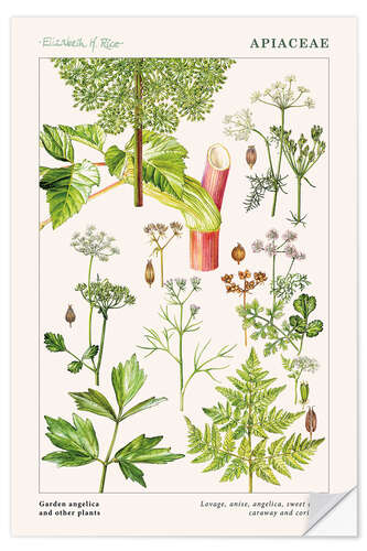 Autocolante decorativo Garden angelica and other plants