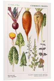 Foam board print Beetroot and other vegetables