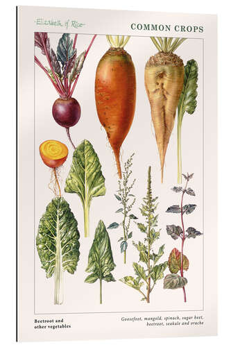 Galleriprint Beetroot and other vegetables