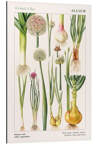 Aluminium print Onions and other vegetables