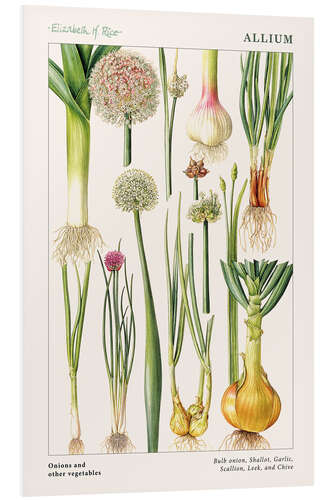 Tableau en PVC Onions and other vegetables