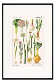 Gerahmter Kunstdruck Zwiebeln und andere Lauchgemüse (englisch) - Elizabeth Rice