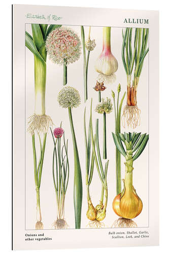 Quadro em plexi-alumínio Onions and other vegetables