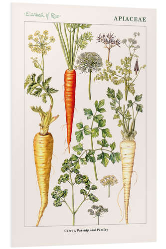 Cuadro de PVC Carrot, Parsnip and Parsley