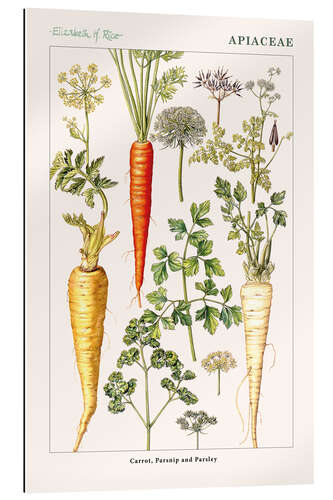 Gallery print Carrot, Parsnip and Parsley