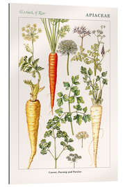 Gallery print Carrot, Parsnip and Parsley