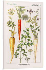 Magnettafel Karotte, Pastinake und Petersilie (englisch)