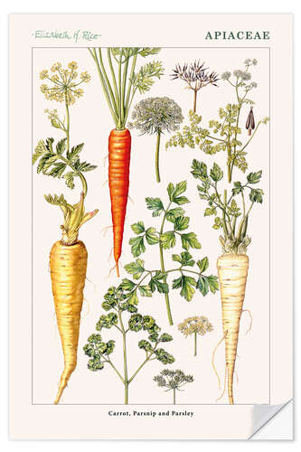 Naklejka na ścianę Carrot, Parsnip and Parsley