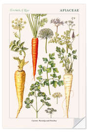 Naklejka na ścianę Carrot, Parsnip and Parsley