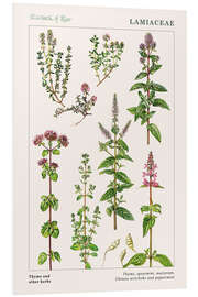 Foam board print Thyme and other herbs