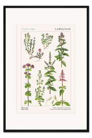 Gerahmter Kunstdruck Thymian und andere Kräuter (englisch)