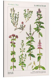 Magnettafel Thymian und andere Kräuter (englisch)