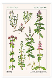 Plakat Thyme and other herbs