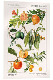 Akrylglastavla  Pomegranate and other fruits - Elizabeth Rice