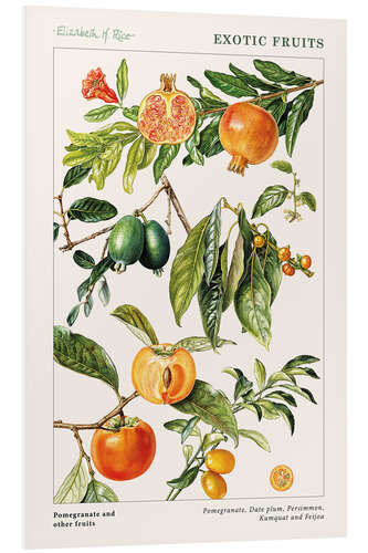 Foam board print Pomegranate and other fruits