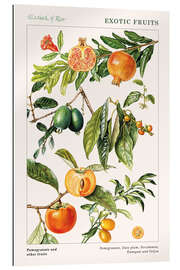 Gallery print Pomegranate and other fruits