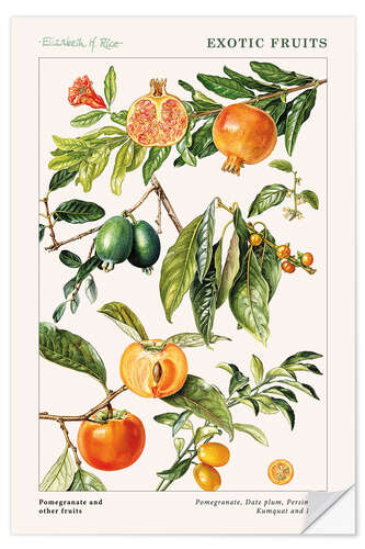 Selvklebende plakat Pomegranate and other fruits