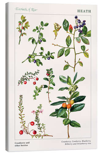 Canvas print Cranberry and other berries