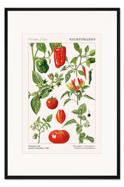 Gerahmter Kunstdruck Tomaten und andere Nachtschattengewächse, 1986 - Elizabeth Rice