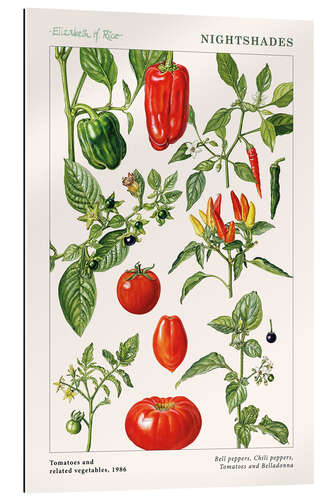 Gallery print Tomatoes and other nightshades, 1986