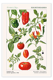 Wall print  Tomatoes and other nightshades, 1986 - Elizabeth Rice