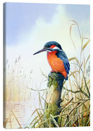 Canvas print Kingfisher - Carl Donner