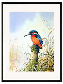 Gerahmter Kunstdruck Eisvogel