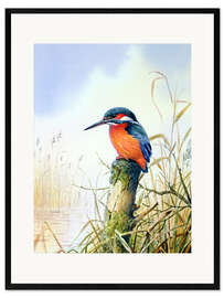 Framed art print Kingfisher