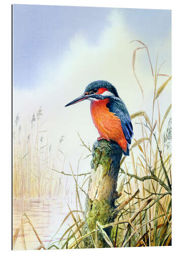 Gallery print Kingfisher