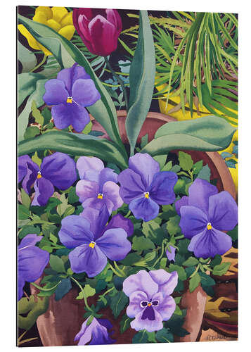 Gallery print Flower pots with pansies, 2007