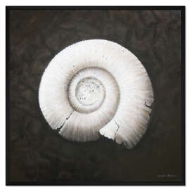 Gerahmter Kunstdruck Amononite 2012