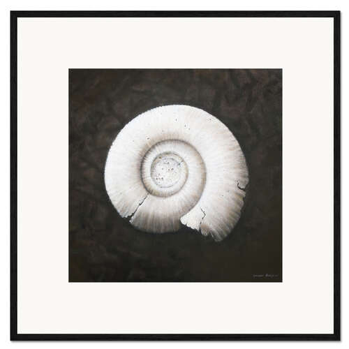 Impression artistique encadrée Amononite, 2012