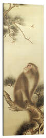 Aluminiumsbilde Monkey watching a dragonfly