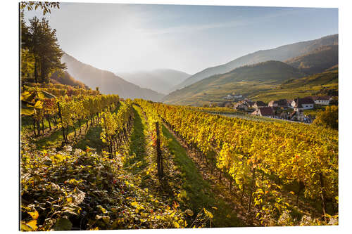 Gallery print Vineyards, Wachau