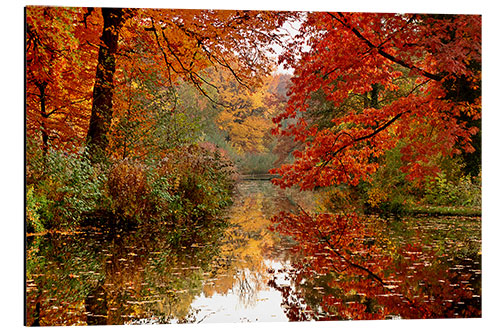 Aluminium print autumn